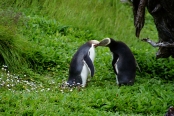 EnderbyIslandYellowEyedPenguins12