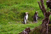 EnderbyIslandYellowEyedPenguins8