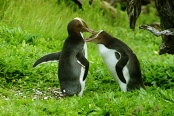 EnderbyIslandYellowEyedPenguins9