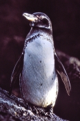 GalapagosSantiago12Penguin
