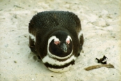 SouthAfrica_BoulderBeach10Penguins
