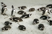 SouthAfrica_BoulderBeach11Penguins