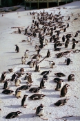 SouthAfrica_BoulderBeach19Penguins
