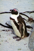 SouthAfrica_BoulderBeach3Penguins
