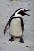 SouthAfrica_BoulderBeach5Penguins