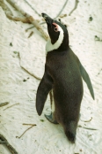 SouthAfrica_BoulderBeach6Penguins