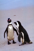 SouthAfrica_BoulderBeach9Penguins
