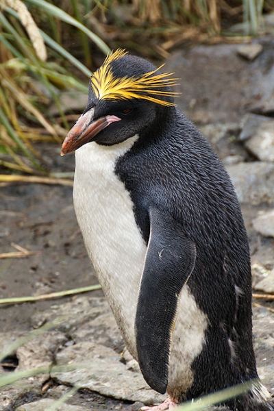 CooperBay_DSC06833.JPG - Macaroni Penguin at Cooper Bay, south-east corner of South Georgia