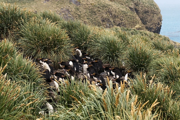 CooperBay_DSC06843.JPG - Macaroni Penguins at Cooper Bay, south-east corner of South Georgia