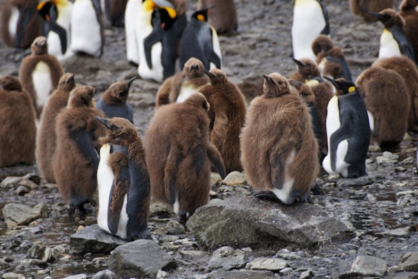 RightWhaleBay_KingPenguins_DSC06695.JPG - King Penguin Chicks - "wooly penguins" - at various stages of  moulting to adult coats, at Right Whale Bay, north coast of South Georgia