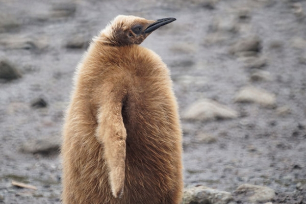 RightWhaleBay_KingPenguins_DSC06707.JPG - King Penguin Chick - "wooly penguin" - at Right Whale Bay, north coast of South Georgia