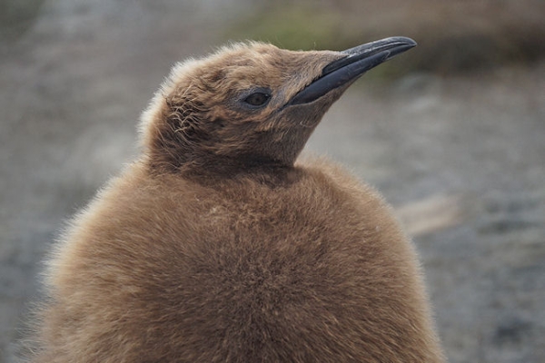 RightWhaleBay_KingPenguins_DSC06723.JPG - King Penguin Chick - "wooly penguin" - at Right Whale Bay, north coast of South Georgia