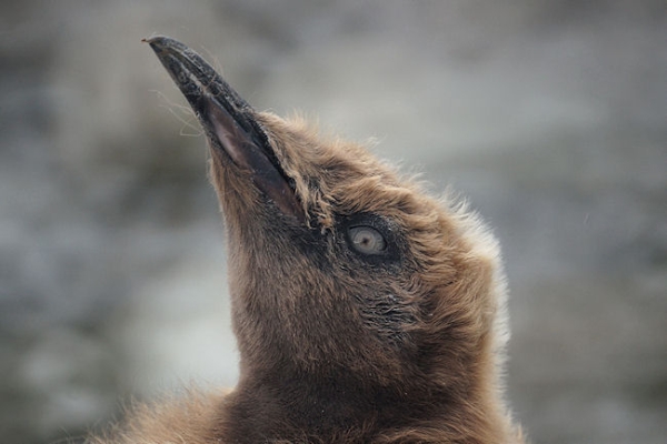 RightWhaleBay_KingPenguins_DSC06726.JPG - King Penguin Chick - "wooly penguin" - at Right Whale Bay, north coast of South Georgia