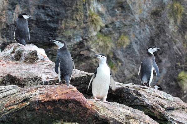 SGeorgia_Day10_CBay_Chinstraps_3414.jpg - Chinstrap Penguins at Cooper Bay, south-east corner of South Georgia