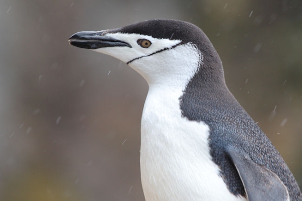 SGeorgia_Day10_CBay_Chinstraps_3416.jpg - Chinstrap Penguin at Cooper Bay, south-east corner of South Georgia