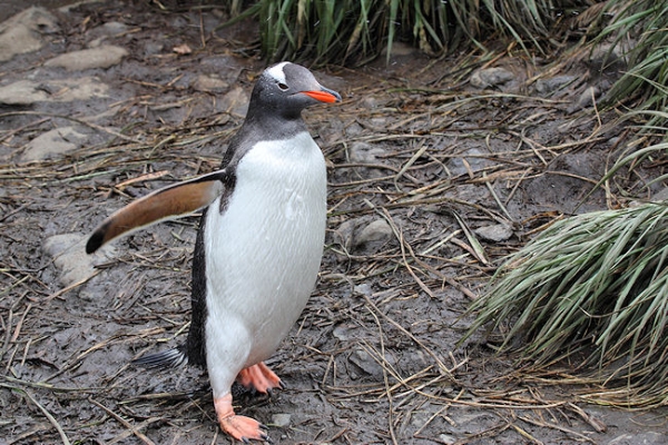 SGeorgia_Day10_CBay_Gentoos_3404.jpg - Gentoo Penguin at Cooper Bay, south-east corner of South Georgia