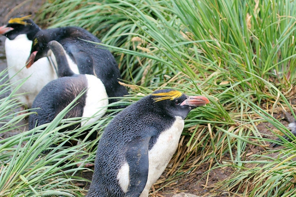 SGeorgia_Day10_CBay_Macaroni_3397.jpg - Macaroni Penguins at Cooper Bay, south-east corner of South Georgia