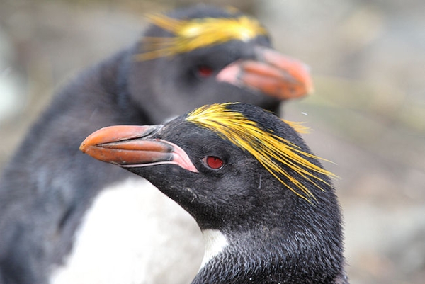 SGeorgia_Day10_CBay_Macaroni_3402.jpg - Macaroni Penguins at Cooper Bay, south-east corner of South Georgia