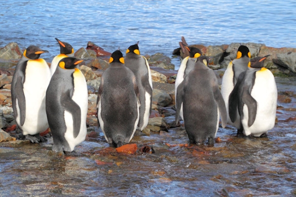 SGeorgia_Day8_Grytviken_5291.jpg - King Penguins at Grytviken, east coast of South Georgia