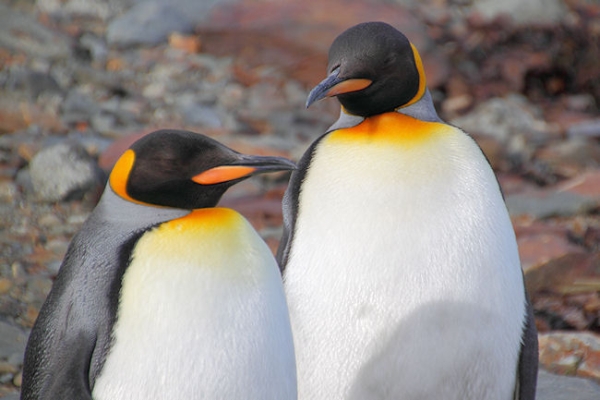 SGeorgia_Day8_Grytviken_5293.jpg - King Penguins at Grytviken, east coast of South Georgia