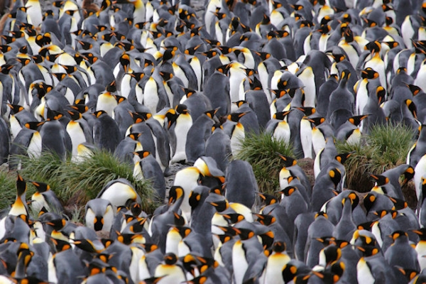 SGeorgia_Day9_RWBay_Kings_3316.jpg - King Penguins at Right Whale Bay, north coast of South Georgia