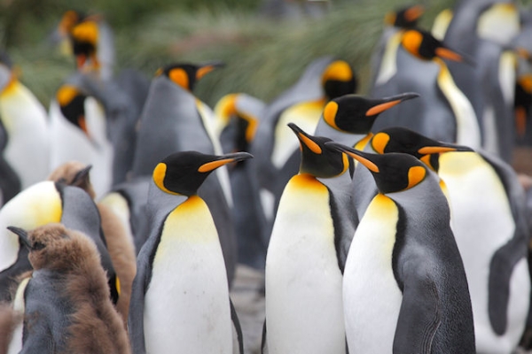 SGeorgia_Day9_RWBay_Kings_3320.jpg - King Penguins at Right Whale Bay, north coast of South Georgia