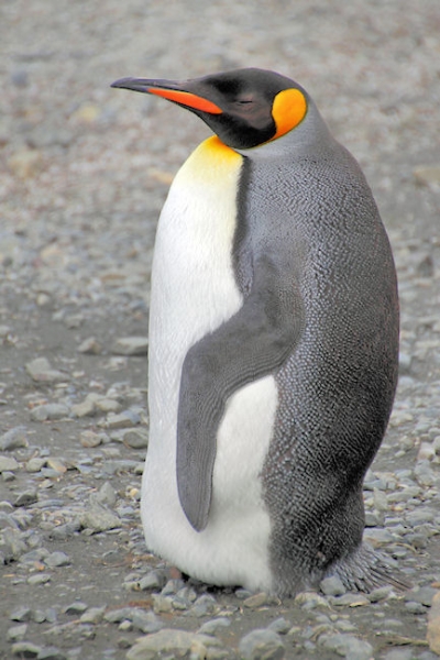 SGeorgia_Day9_RWBay_Kings_5348_m.jpg - King Penguin at Right Whale Bay, north coast of South Georgia