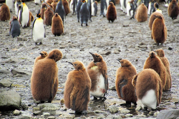 SGeorgia_Day9_RWBay_Kings_5360.jpg - King Penguin Chicks - "wooly penguins" - at various stages of  moulting to adult coats, at Right Whale Bay, north coast of South Georgia