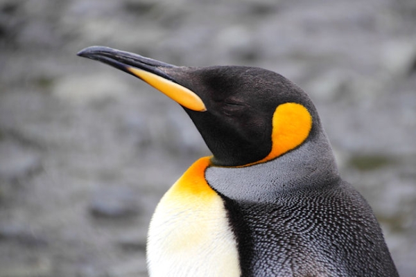 SGeorgia_Day9_RWBay_Kings_5376.jpg - King Penguin at Right Whale Bay, north coast of South Georgia