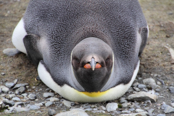 SGeorgia_Day9_RWBay_Kings_5393.jpg - King Penguin at Right Whale Bay, north coast of South Georgia