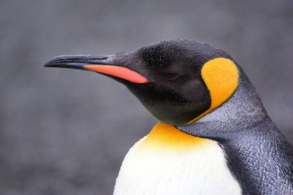 SGeorgia_StAndrewsBay_Kings_3256.jpg - King Penguin, St Andrews Bay, east coast of South Georgia