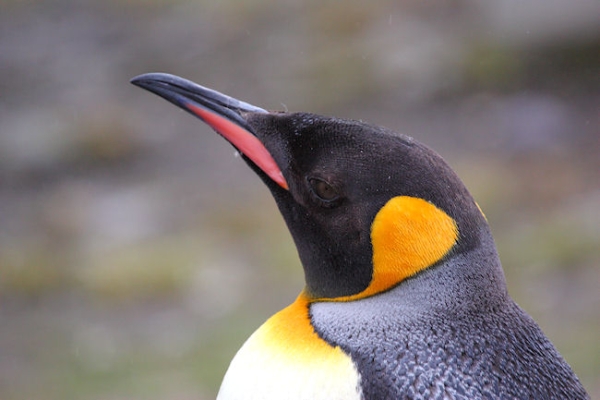 SGeorgia_StAndrewsBay_Kings_3261.jpg - King Penguin, St Andrews Bay, east coast of South Georgia