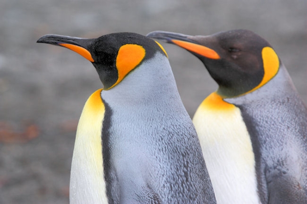 SGeorgia_StAndrewsBay_Kings_3271.jpg - King Penguins, St Andrews Bay, east coast of South Georgia