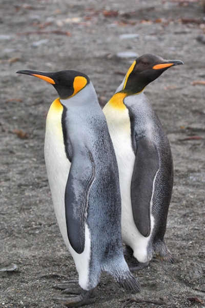 SGeorgia_StAndrewsBay_Kings_3272.jpg - King Penguins, St Andrews Bay, east coast of South Georgia