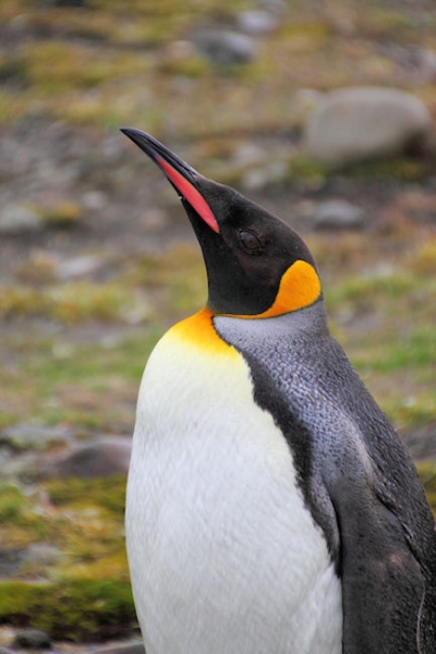 SGeorgia_StAndrewsBay_Kings_5110.jpg - King Penguin, St Andrews Bay, east coast of South Georgia