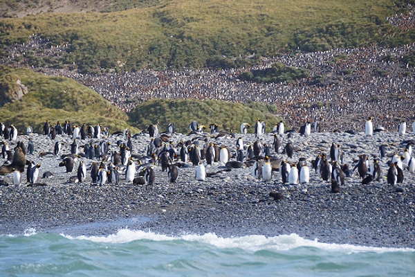 SouthGeorgia_SalisburyPlain_DSC06090_edited.jpg - A large King Penguin colony and rookery at Salisbury Plain, north coast of South Georgia