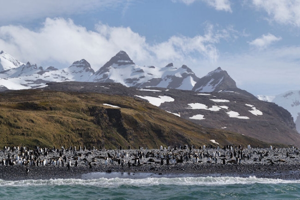 SouthGeorgia_SalisburyPlain_DSC06092.JPG - King Penguins on the beach at Salisbury Plain, north coast of South Georgia