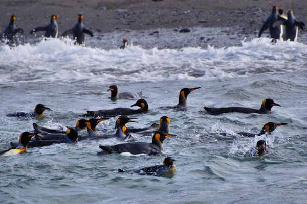SouthGeorgia_SalisburyPlain_DSC06223_edited.jpg - King Penguins in the sea at Salisbury Plain, north coast of South Georgia