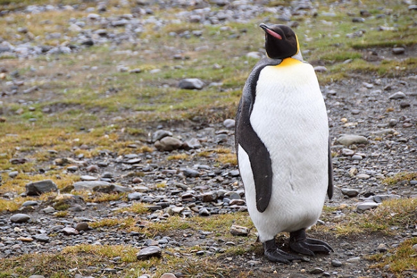 StAndrews_DSC06342.JPG - King Penguin, St Andrews Bay, east coast of South Georgia