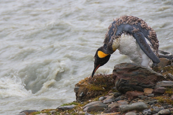 StAndrews_DSC06372.JPG - King Penguin waiting even more anxiously to finish moulting, St Andrews Bay, east coast of South Georgia