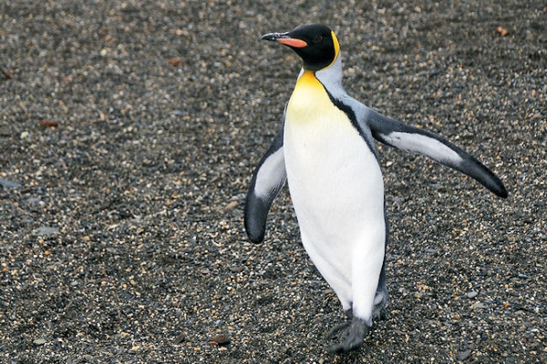 StAndrews_DSC06425.JPG - King Penguin, St Andrews Bay, east coast of South Georgia