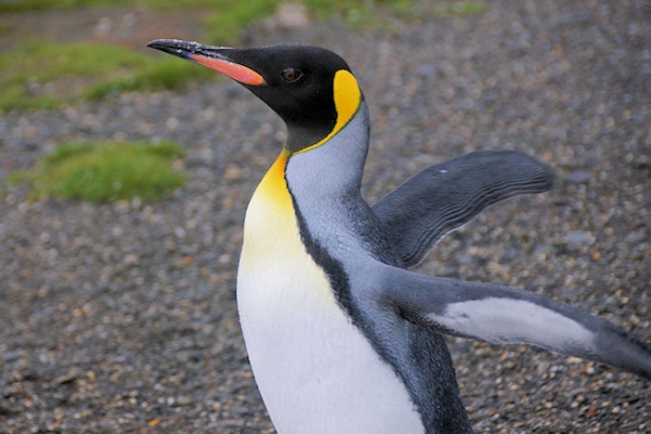 StAndrews_DSC06428.JPG - King Penguin, St Andrews Bay, east coast of South Georgia