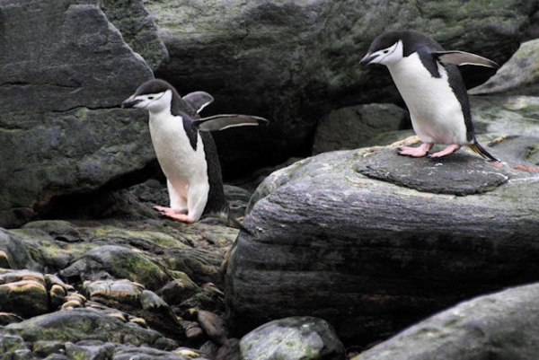 Day14_ElephIs_CLookout__5642.jpg - Chinstrap Penguins take a leap of faith, Cape Lookout, Elephant Island, South Shetlands