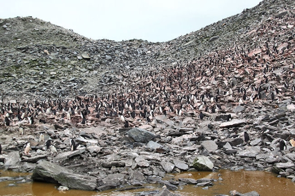 Day14_ElephIs_CLout_ChSp_PanX3_5663.jpg - Chinstrap Penguin colony and rookery, Cape Lookout, Elephant Island, South Shetlands