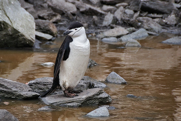 ElephantIs_CapeLookOut_DSC07418.JPG - Chinstrap Penguin, Cape Lookout, Elephant Island, South Shetlands
