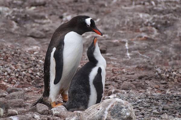ElephantIs_CapeLookOut_DSC07435.JPG - Gentoo Penguin with Chick, Cape Lookout, Elephant Island, South Shetlands
