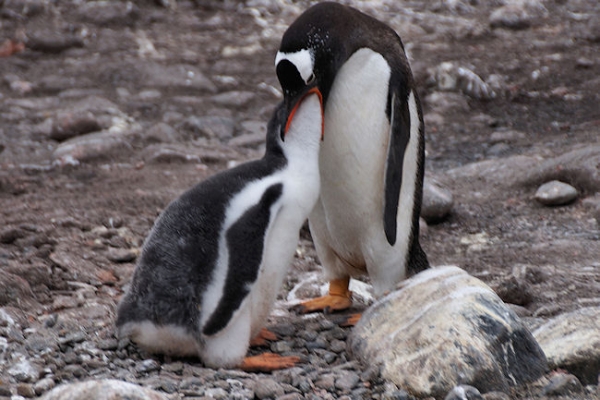 ElephantIs_CapeLookOut_DSC07457.JPG - Gentoo Penguin with Chick, Cape Lookout, Elephant Island, South Shetlands