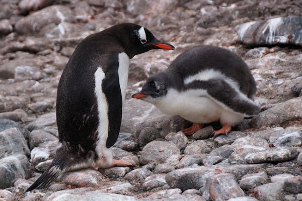 ElephantIs_CapeLookOut_DSC07467.JPG - Gentoo Penguin with Chick, Cape Lookout, Elephant Island, South Shetlands