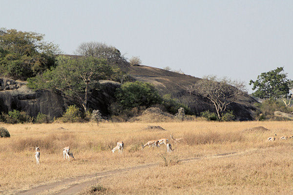 BrandsGazellesInLandscape_1781.jpg