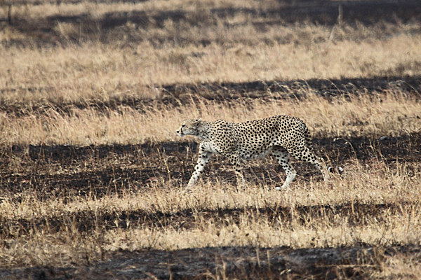 Cheetah_Male_5075.jpg